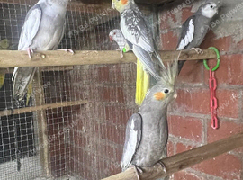 Ringnecks & Lovebirds