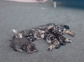7wks kittens