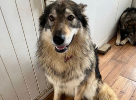 1 Wolfalike girl available