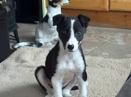 Lurcher x Welsh collie cross 5 month old girl