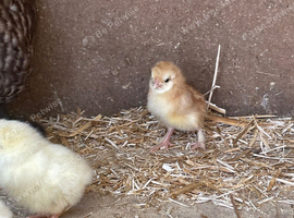Female maran bantam hen and 7 day olds