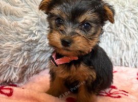 Yorkshire terrier puppies