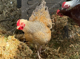 3 bantam cockerels free of charge