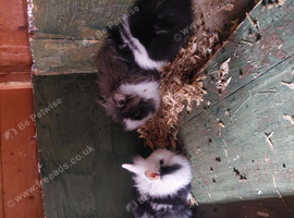 5 baby lionheads boys