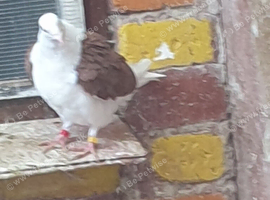 Saddle racing pigeons for sale