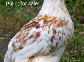 SWEDISH FLOWER HEN - VARIOUS PULLETS - RARE LANDRACE BREED