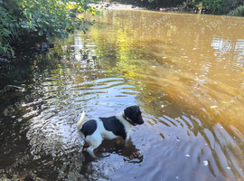 3 year old Parsons Russell terrier Jack
