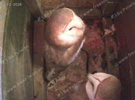 barn owls x 2