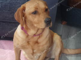 female lab
