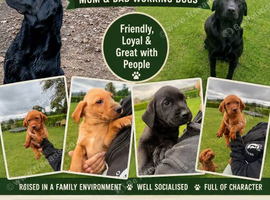 Stunning Labrador pups for sale