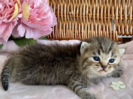 BEAUTIFUL BSH KITTENS