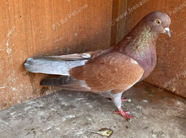 Birmingham rollers pigeons