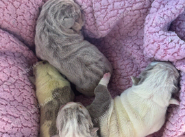 Puppy&rsquo;s are HERE.  English bulldog puppies