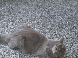 FEMALE CAT FOR SALE