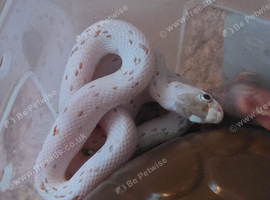 Baby Palmetto cornsnake