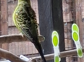 Budgie for sale