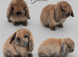 10 week old chocolate point buck