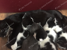 Free kittens 2 1 boy and 1 girl must go as pair