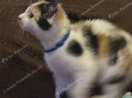 Beautiful kittens for sale