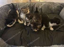 5 Gorgeous Long Hair Kitties For Sale