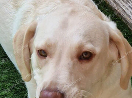 8-Month-Old Male Labrador &ndash; Looking for His Forever Home