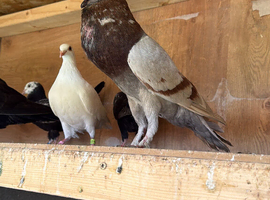Pouter breeding pairs