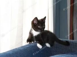 CUTE KITTENS READY NOW