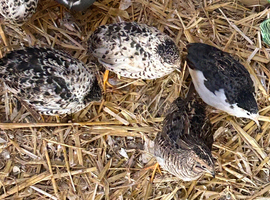 4 female 1 male