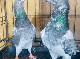 Pakistani High flying pigeons