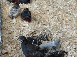 Button quail