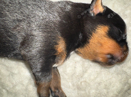 Stunning pedigree Rottweiler cubs