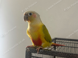 Unsexed green cheek conure