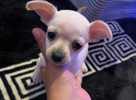 Stunning cuties Chihuahua&rsquo;s
