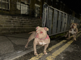 2 Pocket bully male and female