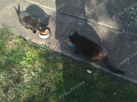 Adult cats.