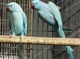 Blue Ringneck Pair