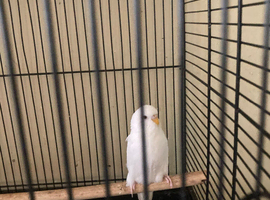 Albino budgie