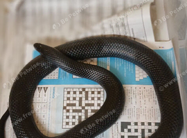 male black milksnake