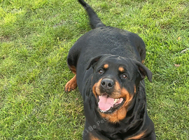 Rottwilwer puppy&rsquo;s