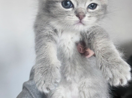BSH/RAGDOLL Kittens