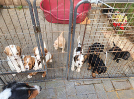 Sprocker Pups (F2) from Licenced Breeder