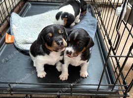 2 beautiful Jackrussel puppies for sale