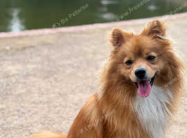 Beautiful Pomeranian STUD