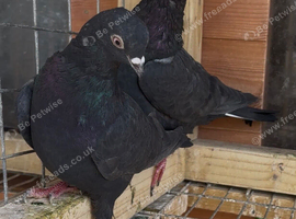 Birmingham Roller Pigeons
