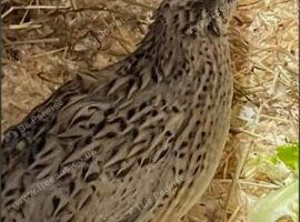 2 Japanese quail