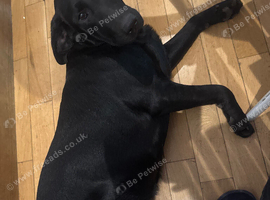 Black colour lab female Avilable