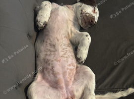 Cocker spinal