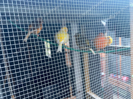 Canary and finches