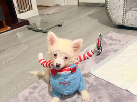 Pomerania puppy for sell
