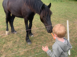 Dales x freishan gelding yearling for sale